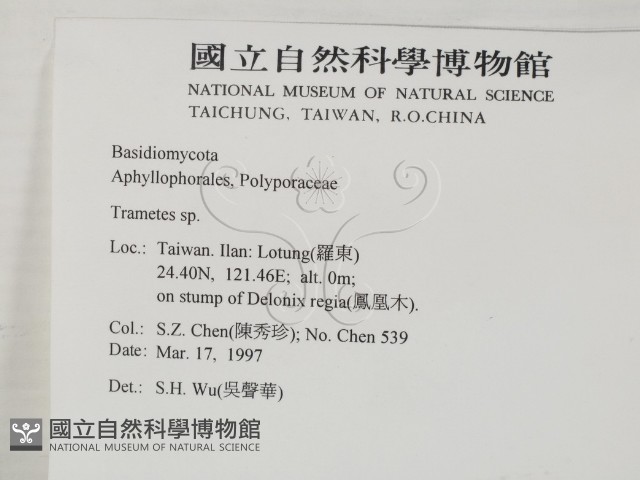 栓菌屬藏品圖，第2張