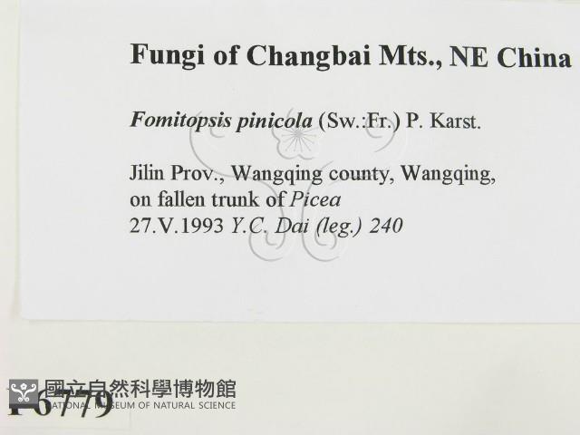 松生擬層孔菌藏品圖，第2張