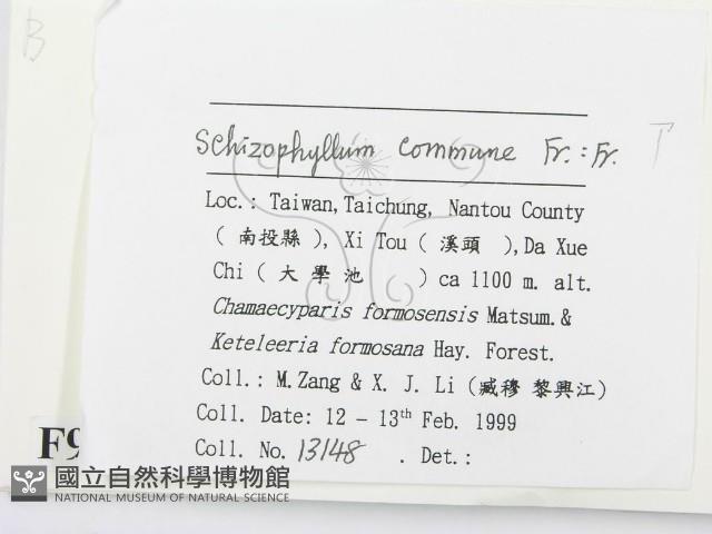 裂褶菌藏品圖，第2張