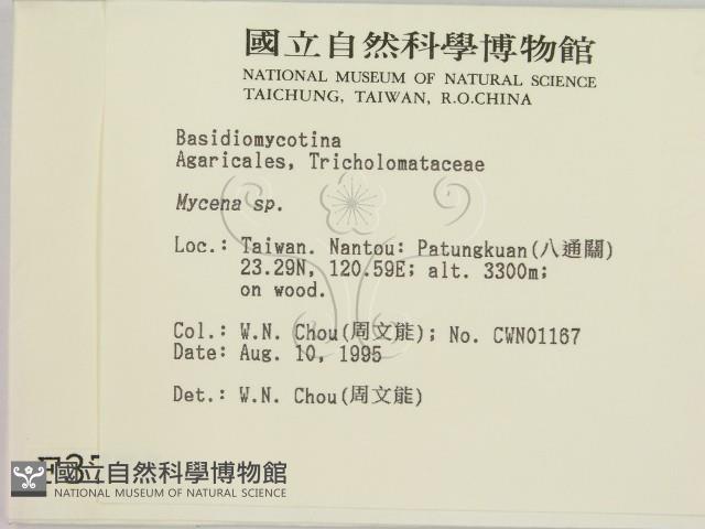 小菇屬藏品圖，第2張