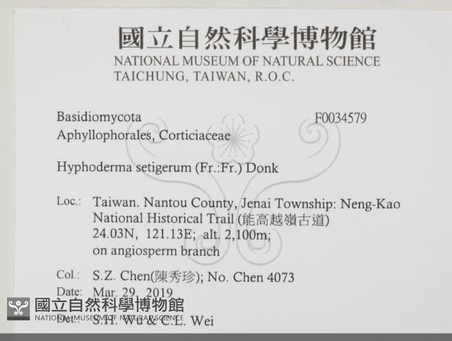 剛毛絲皮菌藏品圖，第2張