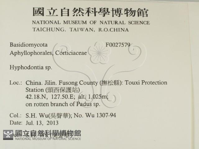 絲齒菌屬藏品圖，第2張