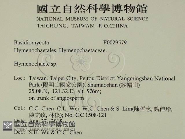 刺革菌屬藏品圖，第2張