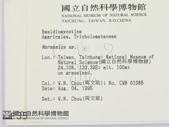 小皮傘屬藏品圖，第2張