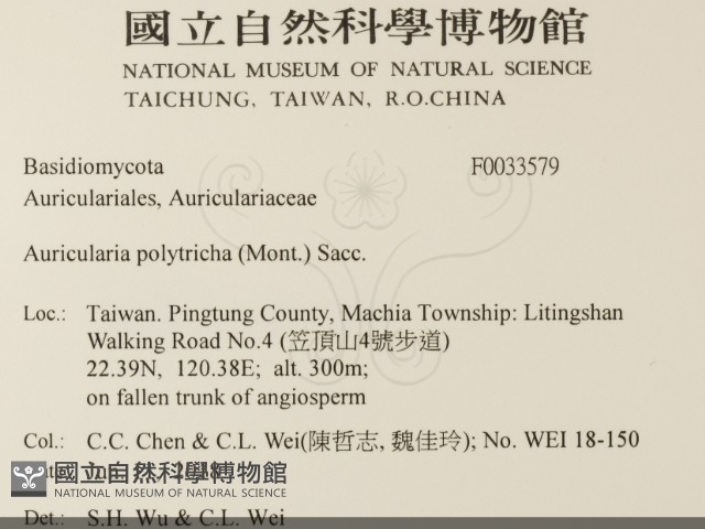 毛木耳藏品圖，第2張