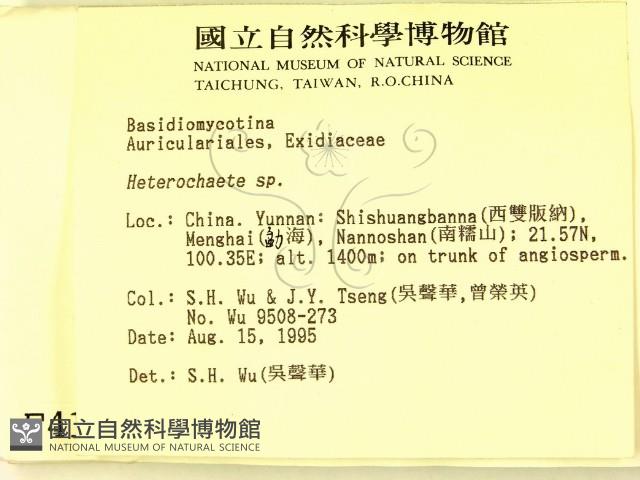 刺皮菌屬藏品圖，第2張
