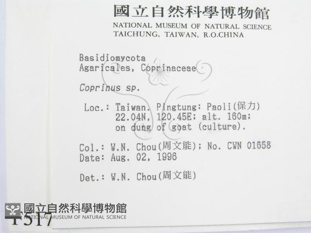 鬼傘屬藏品圖，第2張