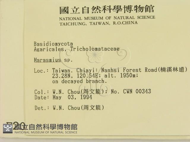 小皮傘屬藏品圖，第2張