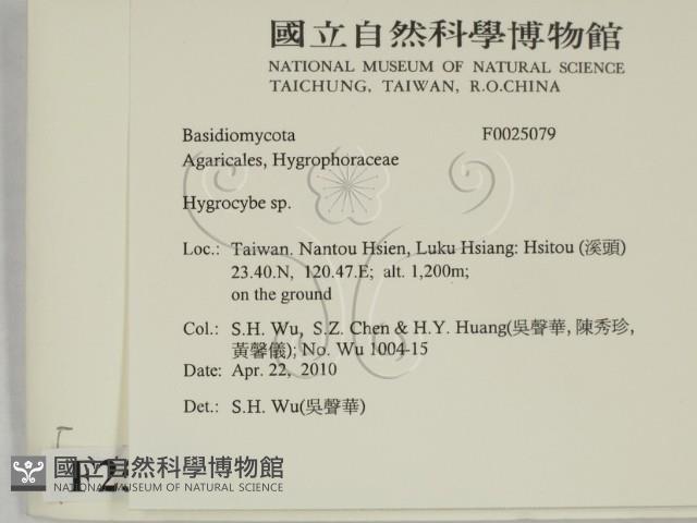 濕傘屬藏品圖，第2張