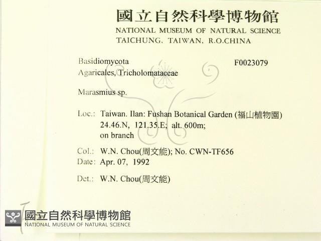 小皮傘屬藏品圖，第2張