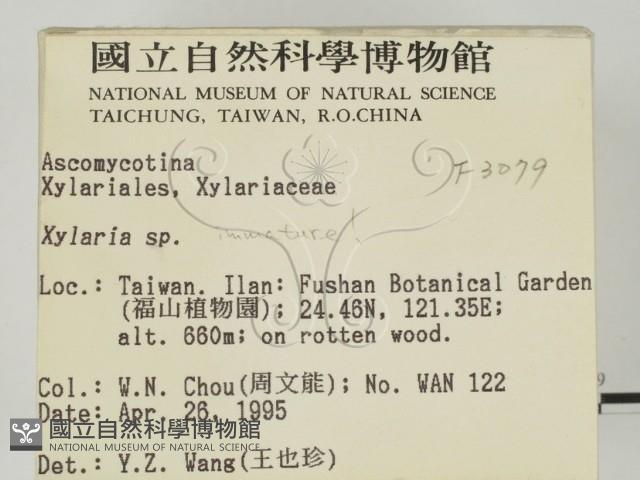 炭角菌屬藏品圖，第2張