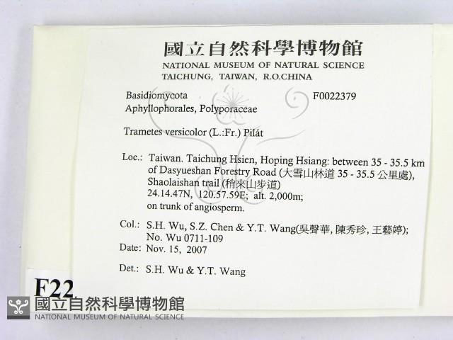 雲芝藏品圖，第2張