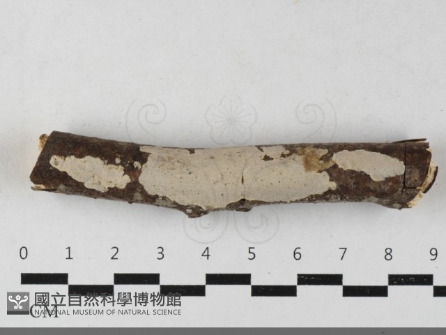 刺皮菌屬藏品圖，第1張