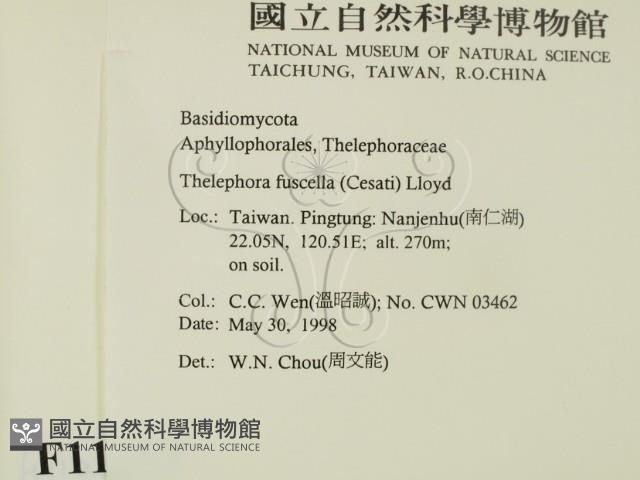 棕色革菌藏品圖，第2張