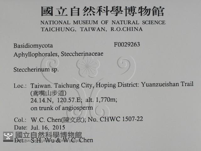 齒耳菌屬藏品圖，第2張