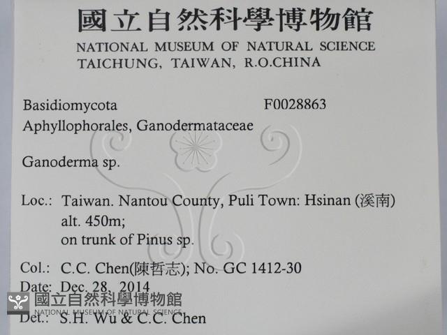 靈芝屬藏品圖，第2張