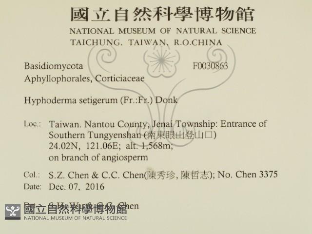 剛毛絲皮菌藏品圖，第2張