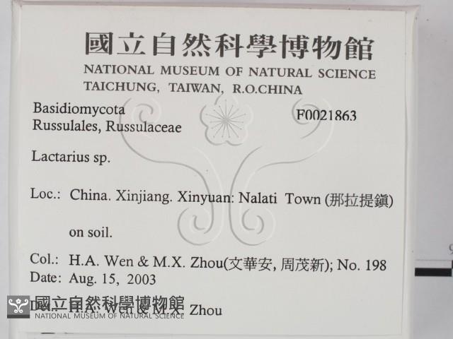 乳菇屬藏品圖，第2張