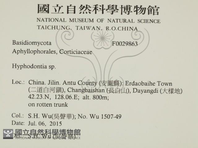 絲齒菌屬藏品圖，第2張