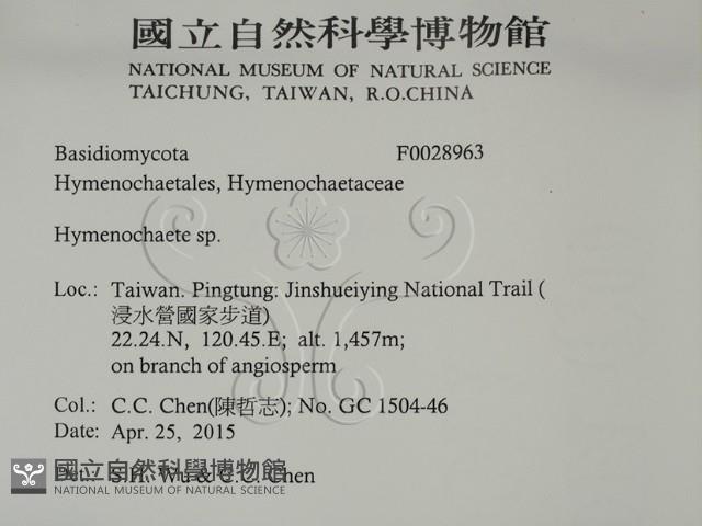 刺革菌屬藏品圖，第2張