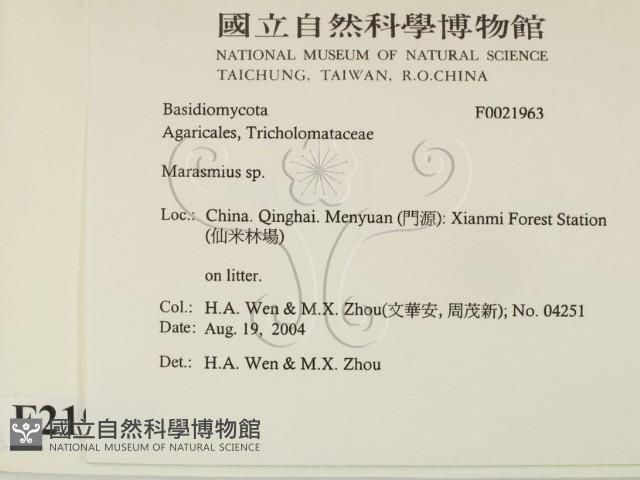 小皮傘屬藏品圖，第2張