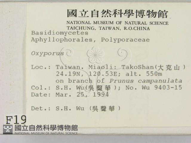 銳孔菌屬藏品圖，第2張