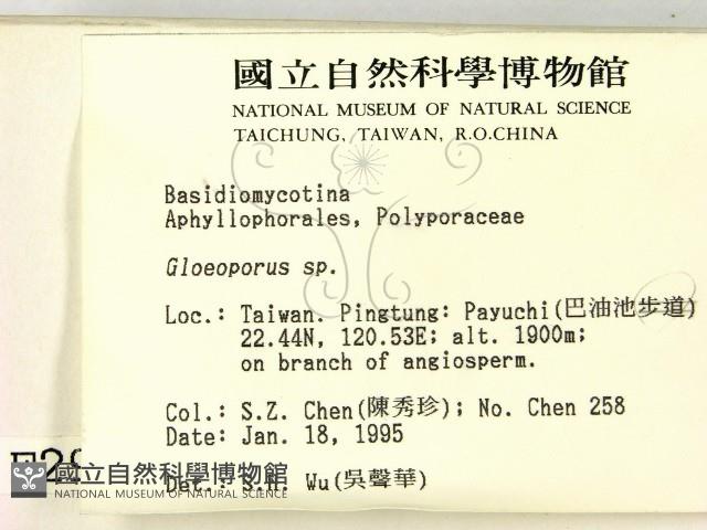 膠孔菌屬藏品圖，第2張