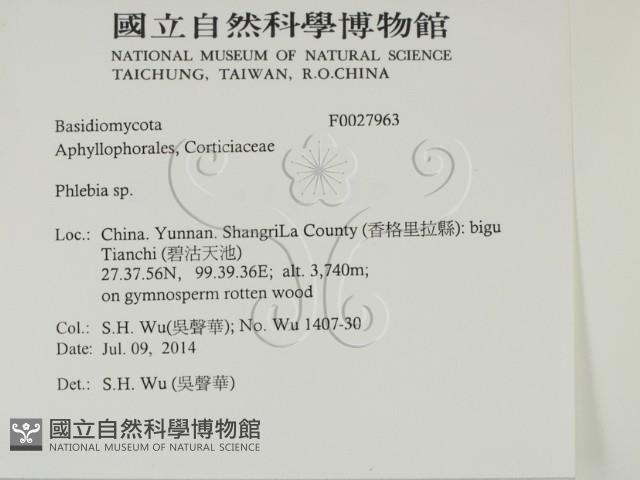 射脈菌屬藏品圖，第2張