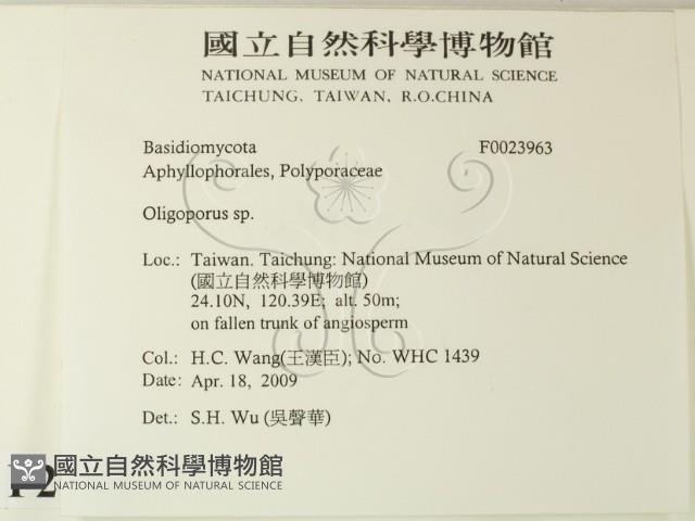 寡孔菌屬藏品圖，第2張