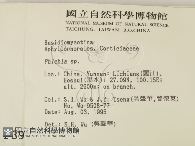 射脈菌屬藏品圖，第2張