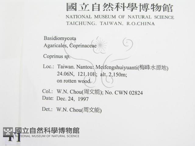 鬼傘屬藏品圖，第2張