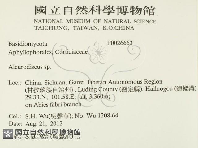 盤革菌屬藏品圖，第2張