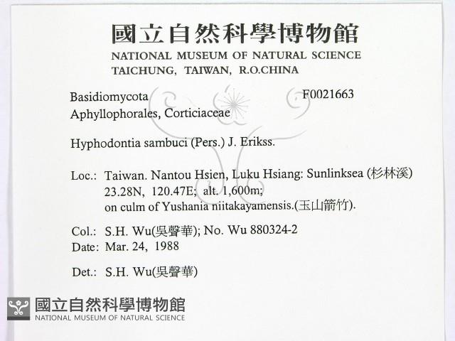 冇骨消絲齒菌藏品圖，第2張
