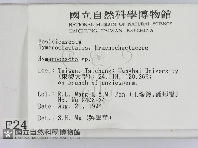 刺革菌屬藏品圖，第2張