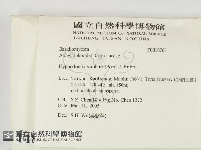 冇骨消絲齒菌藏品圖，第2張