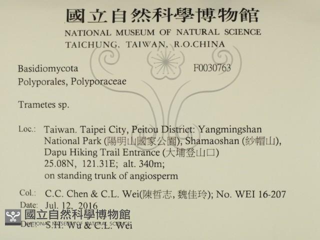 栓菌屬藏品圖，第2張