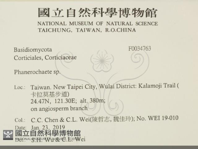 顯絲菌屬藏品圖，第2張