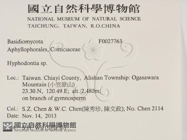絲齒菌屬藏品圖，第2張
