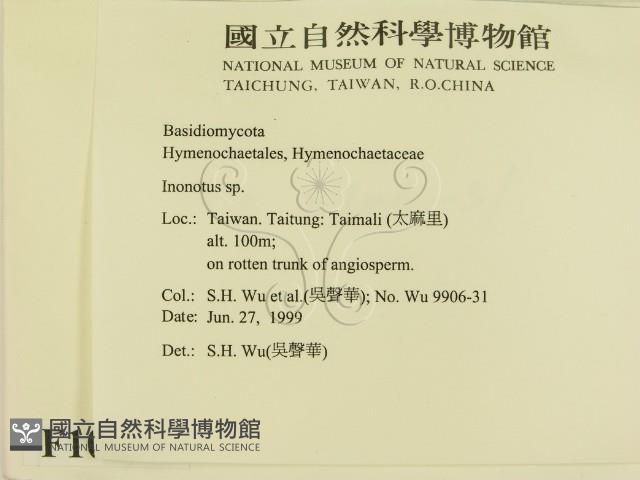 纖孔菌屬藏品圖，第2張