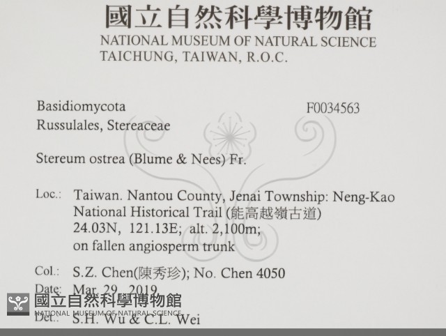 蠔韌革菌藏品圖，第2張