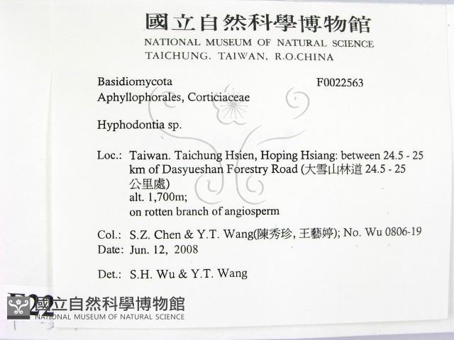 絲齒菌屬藏品圖，第2張