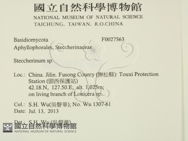 齒耳菌屬藏品圖，第2張