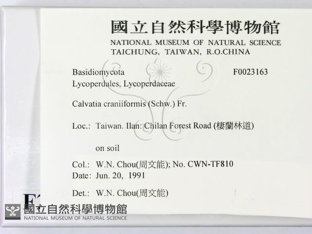 頭狀禿馬勃藏品圖，第2張