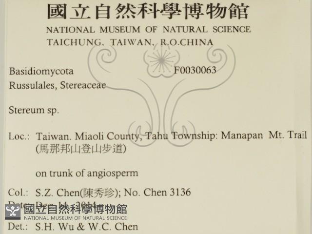 韌革菌屬藏品圖，第2張