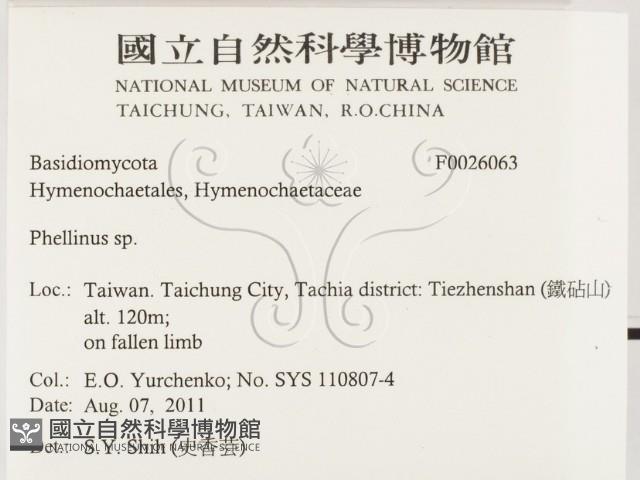 木層孔菌屬藏品圖，第2張