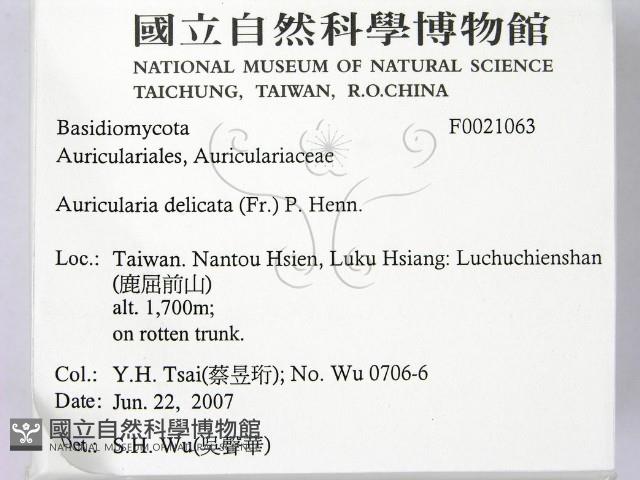 皺木耳藏品圖，第2張