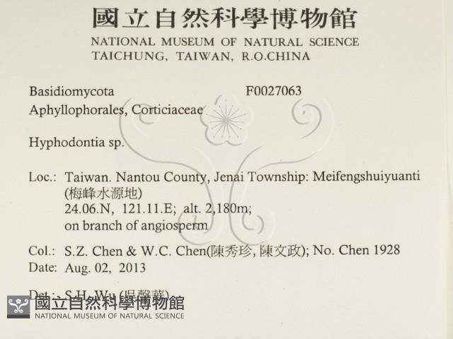 絲齒菌屬藏品圖，第2張