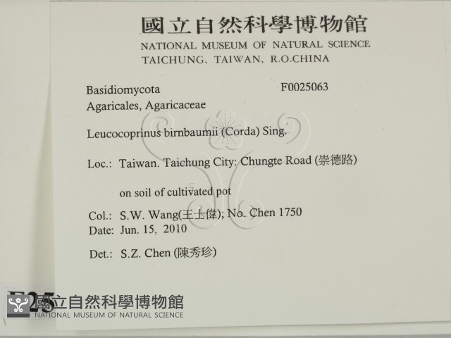 純黃白鬼傘藏品圖，第2張