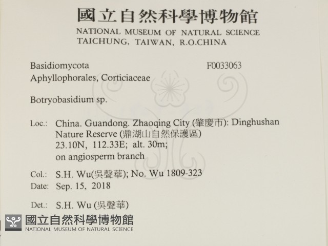 串擔革菌屬藏品圖，第2張