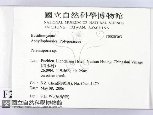 多年臥孔菌屬藏品圖，第2張